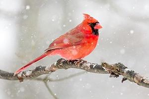 Red Cardinal on a winter branch